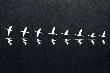 Shadow Flight Reflections, Black